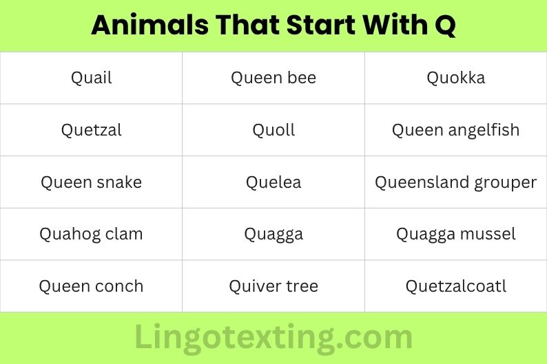 Animals That Start With Q