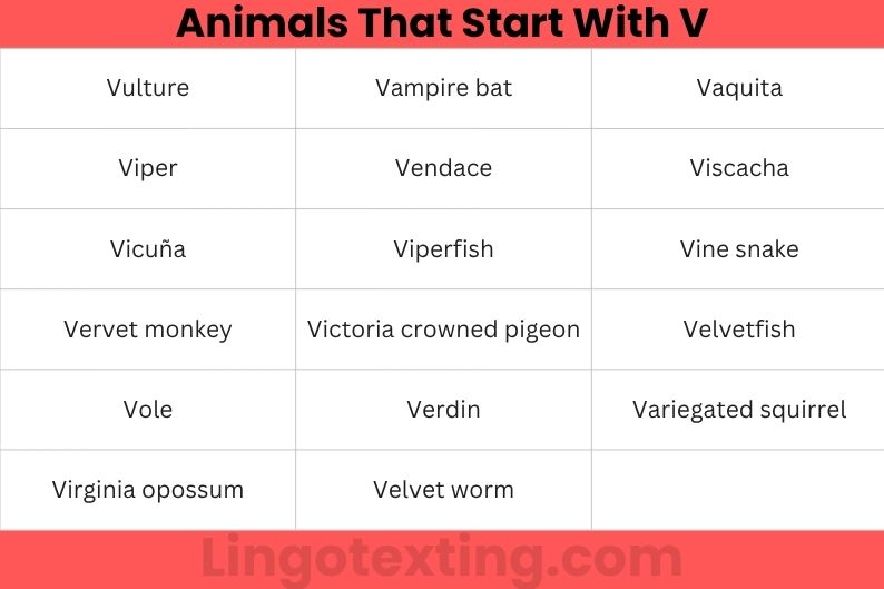 Animals That Start With V